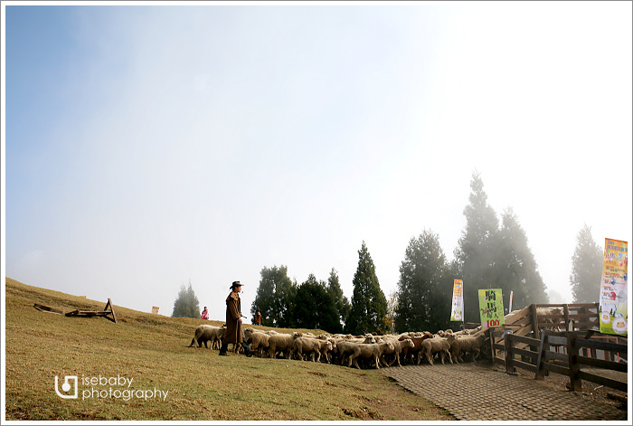 [冬の輕旅行] 景點::青青草原餵綿羊
