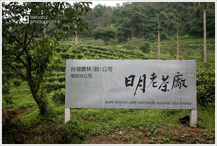 [景點] 南投-有機紅茶香::日月老茶廠(5Y1M+1Y10M)