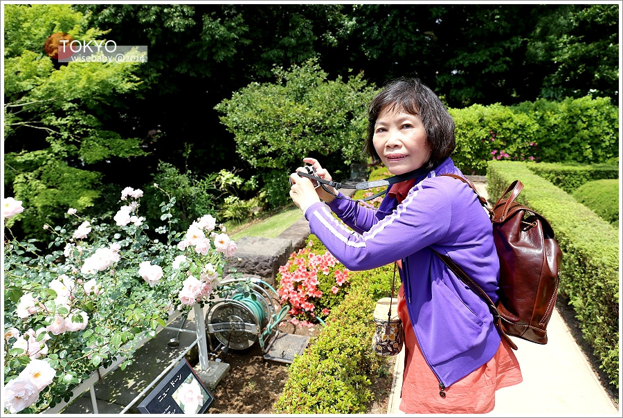 東京 | 舊古河庭園。中西式融合文化遺產、春之玫瑰慶典
