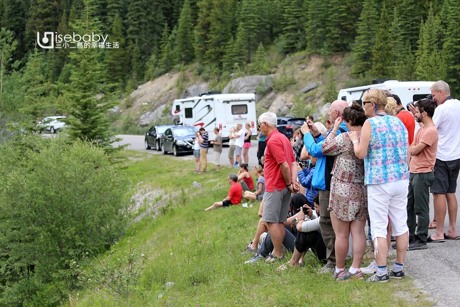 加拿大 | 加西露營行程Day 05。Jasper．賈斯伯最容易看到熊的重點行程