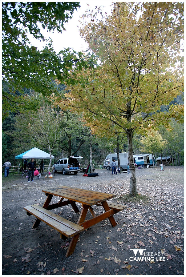 露營 | 新竹尖石。美樹營地．包場的楓香美景