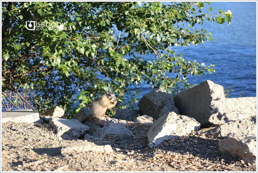 加拿大｜景點。McArthur Island Park．Kamloops公園尋找黃腹土撥鼠