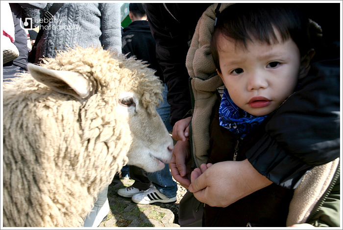 [冬の輕旅行] 景點::青青草原餵綿羊