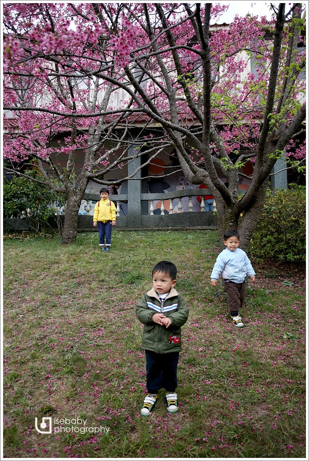 [景點] 台中-抓住紅粉佳人櫻花季的尾巴::武陵農場(5Y9M+2Y6M)