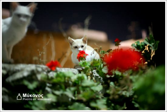 希臘自助遊記【17】Mykonos．在米島遇見貓