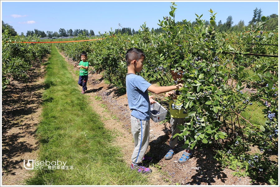加拿大｜景點。Krause Berry Farms．溫哥華近郊推薦行程U-PICK自採藍莓農場
