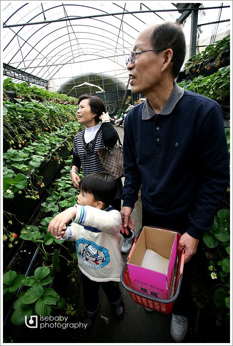 [景點] 新竹-金勇DIY休閒農場。高架草莓園(4Y10M+1Y7M)