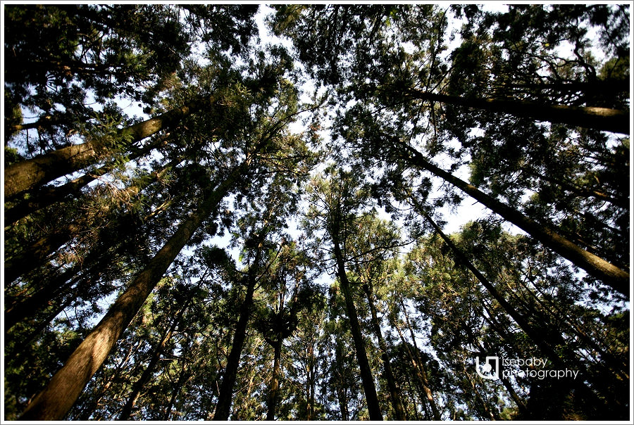 [景點] 南投鹿谷-漫步探索森林浴::溪頭森林遊樂區(6Y5M+3Y2M)