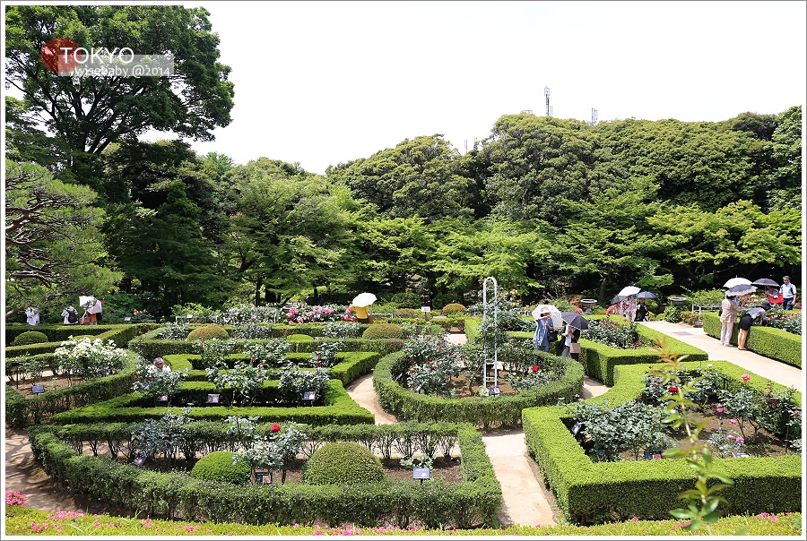 東京 | 舊古河庭園。中西式融合文化遺產、春之玫瑰慶典