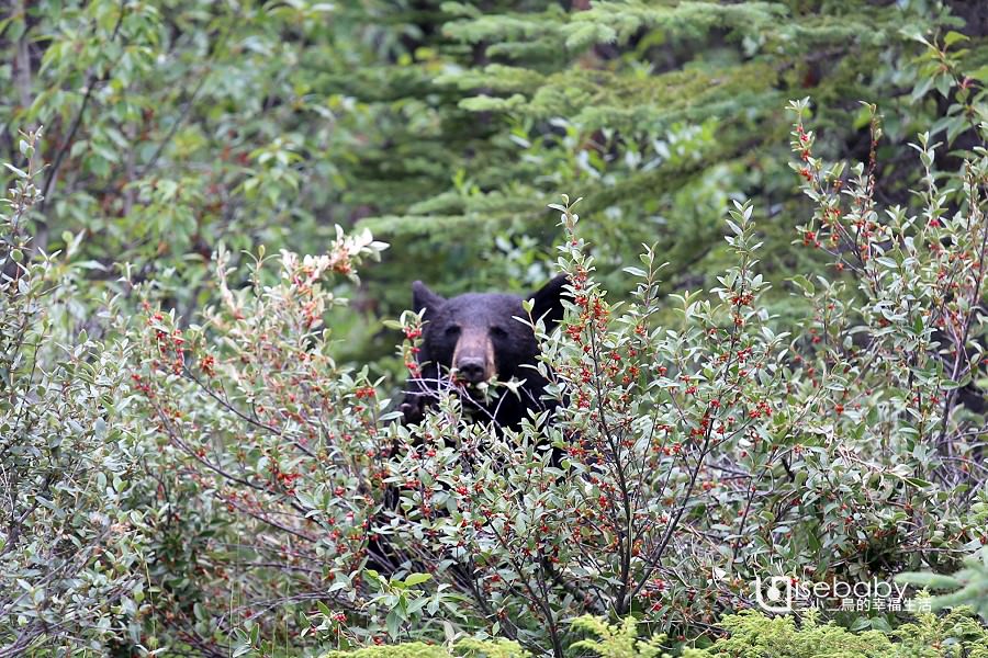 加拿大 | 加西露營行程Day 05。Jasper．賈斯伯最容易看到熊的重點行程