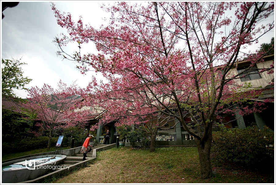 [景點] 台中-抓住紅粉佳人櫻花季的尾巴::武陵農場(5Y9M+2Y6M)